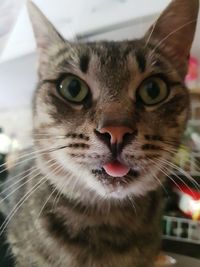 Close-up portrait of a cat