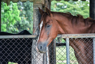 A horse and shy.