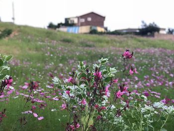 Purple flowering plants on field against sky