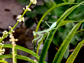 Green grasshopper on lavender leaves, cute insect