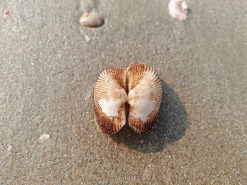 Close-up of seashell on beach