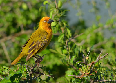 Close-up of bird perching on plant