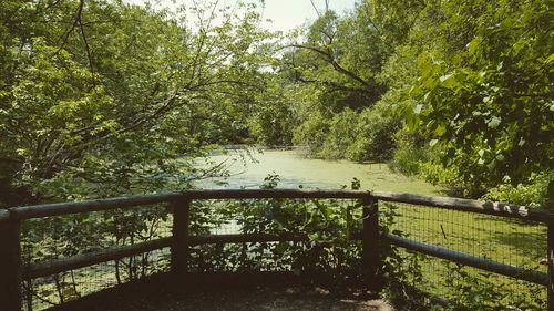 Trees growing in park