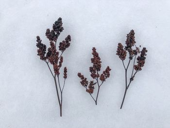 High angle view of dried plant on snow