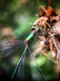 Close-up of insect