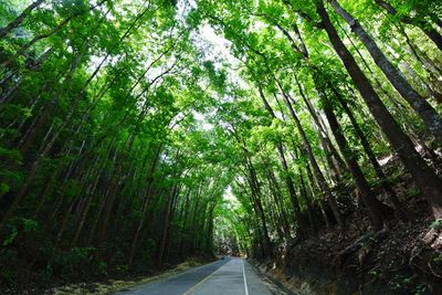 Empty road amidst trees on field