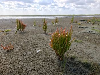 Plants growing on beach against sky