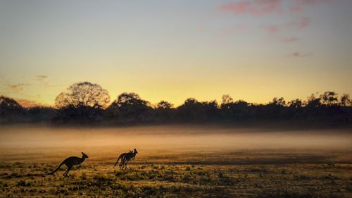 Kangaroo on field during sunrise