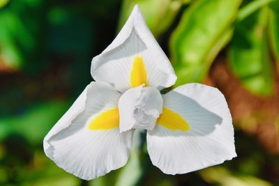 Close-up of white flowering plant