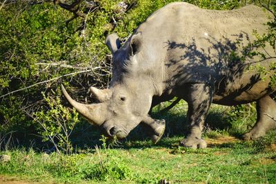 Big rhino bull grazing peacefully