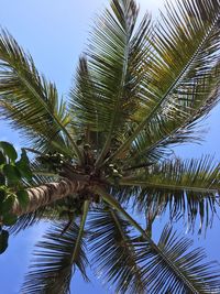 Low angle view of palm tree against sky