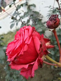 Close-up of red rose