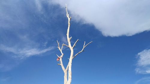Low angle view of bare tree against blue sky