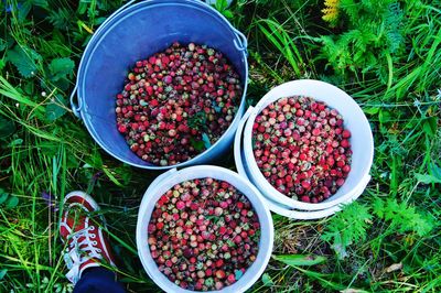 High angle view of fruits in container on field