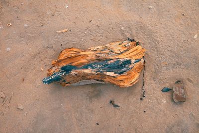 Directly above wood on shore at beach