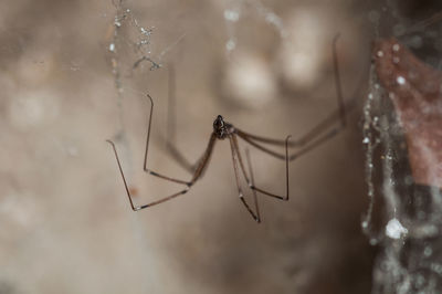 Close-up of spider