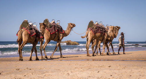 View of horse on beach