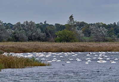 View of birds in water against sky