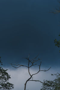 Low angle view of bare tree against clear blue sky