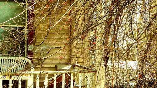 Bare trees against the sky