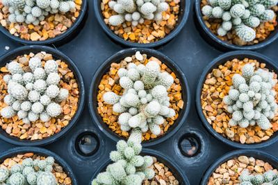 Beautiful cactus in flowerpot with sunlight for background and texture.