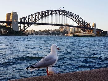 Bird on bridge over river in city