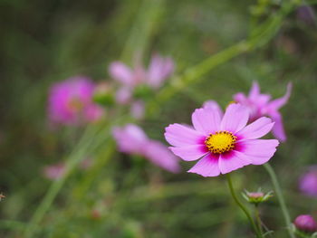 Close-up of pink flowering plants on field