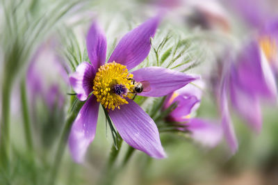 Close-up of honey bee pollinating on purple flower