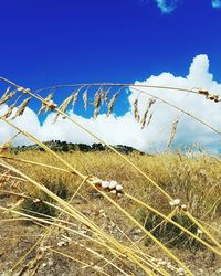 Close-up of plants on field against blue sky