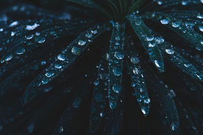 Close-up of raindrops on leaves during rainy season