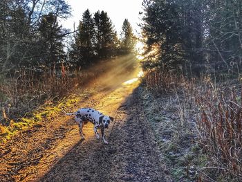 Dog on road against sky