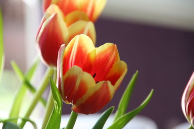 Close-up of red tulip