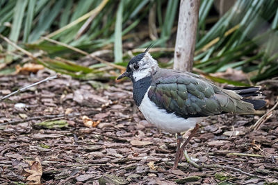 Close-up of bird perching on a land
