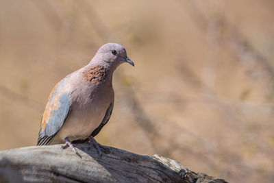 Close-up of bird perching on wood