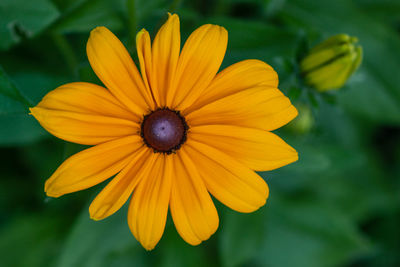 Close-up of yellow flower