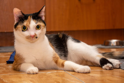 Portrait of a cat lying on floor at home