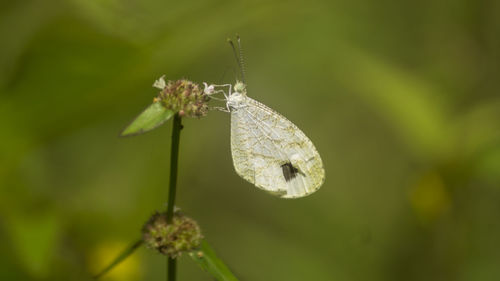 Close-up of butterfly on plant