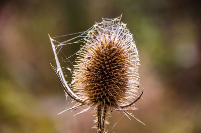 Close-up of thistle