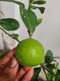 citrus