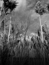 Low angle view of palm trees against sky