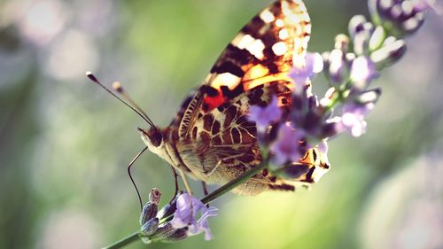 Close-up of butterfly on plant