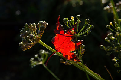 Close-up of red flowering plant