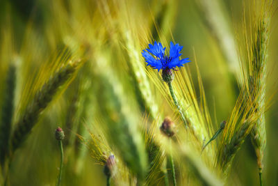 Beautiul cornflower