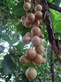 Close-up of fruits growing on tree