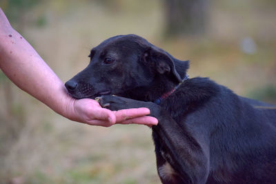 Midsection of person holding black dog