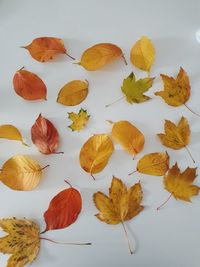 Close-up of autumn leaves on table