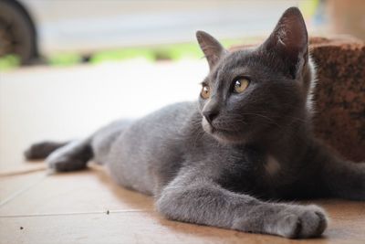 Close-up of cat resting