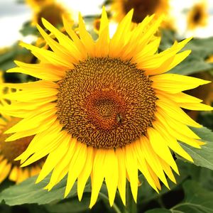 Close-up of yellow sunflower blooming outdoors