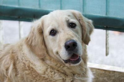 Close-up portrait of dog