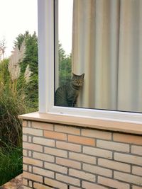 Portrait of cat sitting on window sill